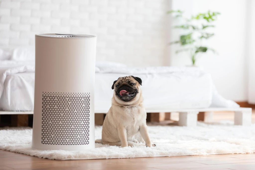 เพิ่มระบบระบายอากาศและจัดการกลิ่นสำหรับ pet friendly house