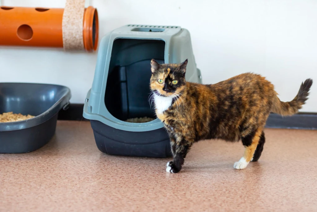 พื้นที่สำหรับห้องน้ำเพื่อสุขลักษณะที่ดีแบบ pet friendly house