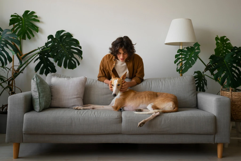 เลือกเฟอร์นิเจอร์ที่ทนทานสำหรับ pet friendly house 