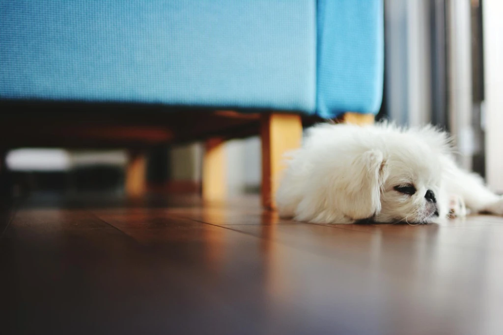 ไอเดีย pet friendly house ด้วยการเลือกวัสดุปูพื้นที่ทนทาน